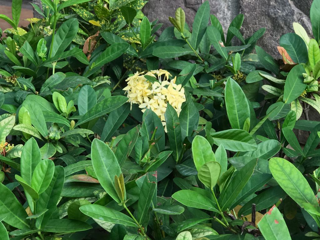 iphone7plus评测,苹果7plus测评还值得购买吗