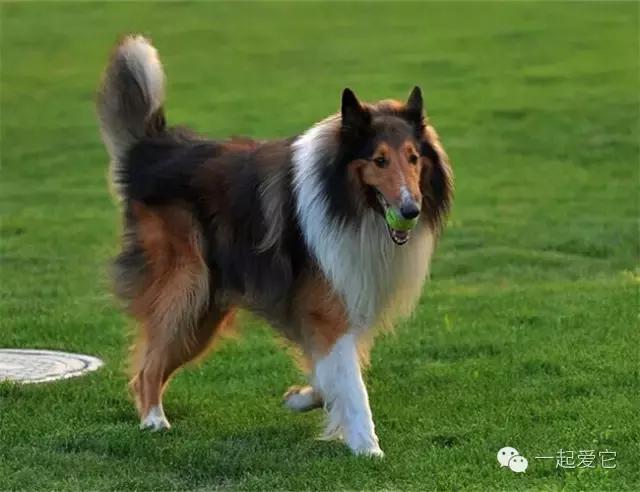 养宠知识大全及答案,十二生肖中你最合适养什么宠物