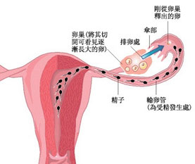 腹腔镜检查什么原理,腹腔镜的检查都有什么