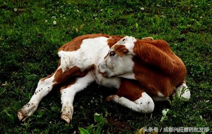 奶牛常见疾病治疗,奶牛传染病怎么治