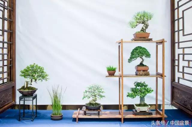 哪些野草适合微型盆景,小品盆景和微型盆景有区别吗