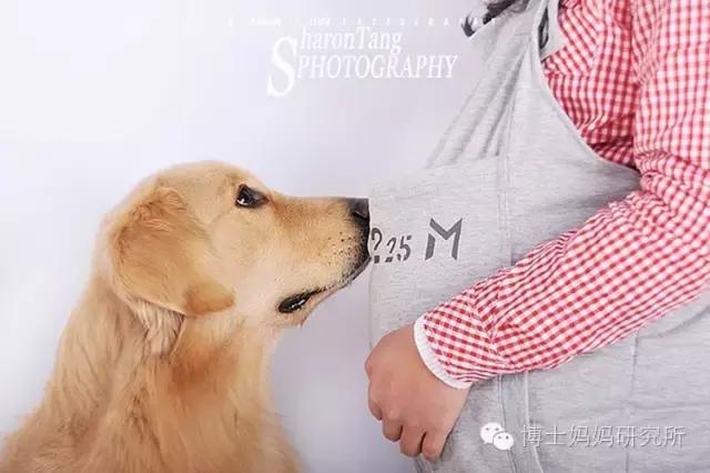 怀孕不能养宠物原因及正确观念,怀孕期间宠物可以养吗