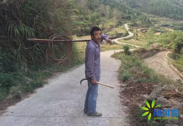 团风深山古稀老人的板栗梦.....