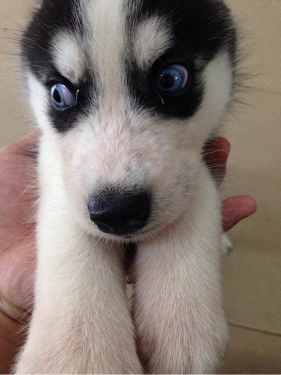 男子第一次买哈士奇晒图问纯不纯,没想到笑喷一群网友:纯炸了!