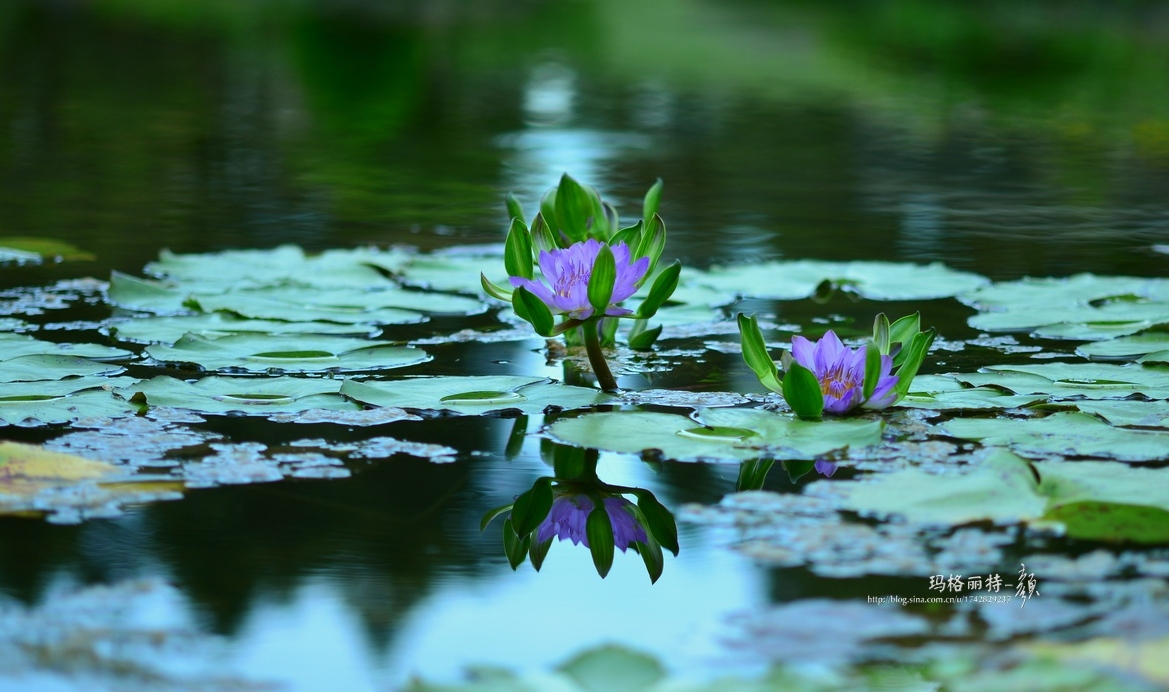 辰山植物园睡莲拍照,行摄洪湖荷花展