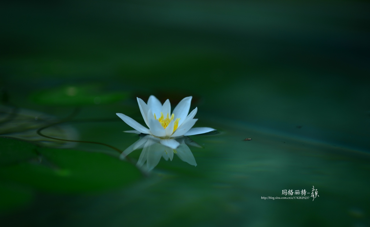 辰山植物园睡莲拍照,行摄洪湖荷花展