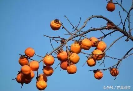 山东临沂平邑县的柿子怎么样,临沂哪里可以采摘新鲜铁皮柿子