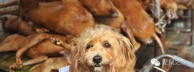 豚鼠各类饲养装备优缺点汇总之上篇