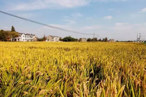 黄埭西瓜子江苏老字号,黄埭西瓜子