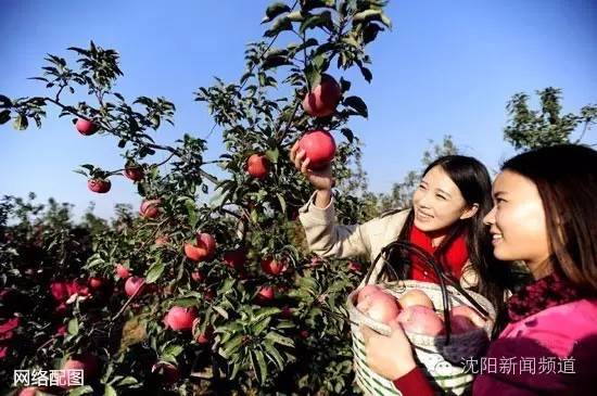 沈十一免费阅读全文,沈十一