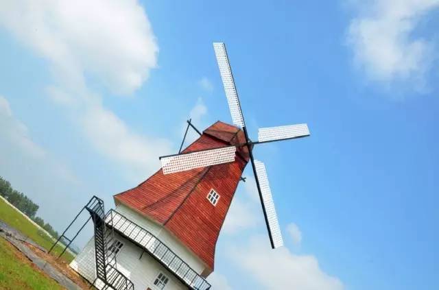 世界上最遥远的异国恋,天津麻花配郁金香