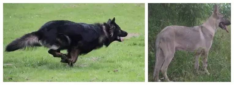 姿势|海关首次境外选犬,为何挑的是它?