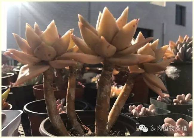 才离家半个月，回来后看到家里的多肉一阵狂喜~