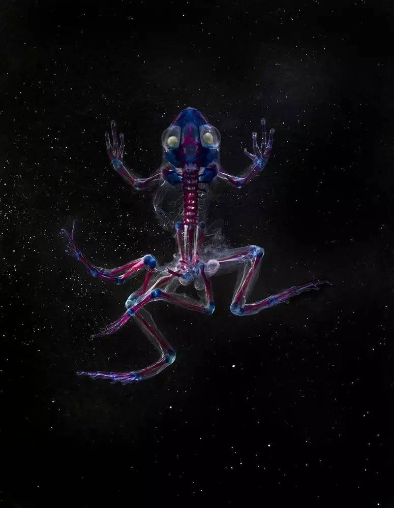 变异生物迷你世界,变异生物有哪些