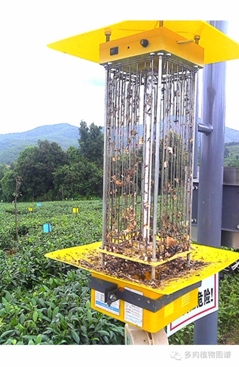 多肉虫害各种图解,多肉各种病虫害对照图