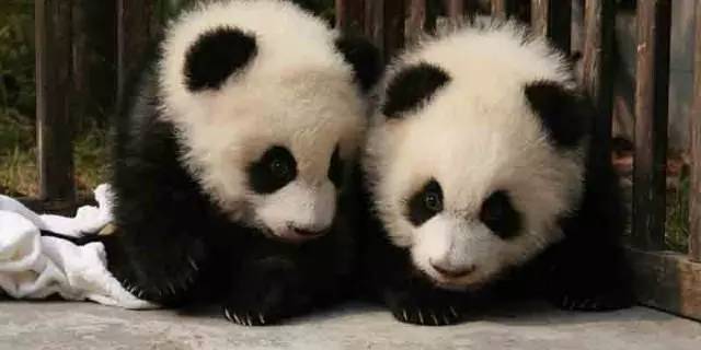 成都主题乐园推荐,成都新增的主题乐园