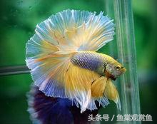 泰国斗鱼怎么样养好,泰国斗鱼有多吸引人