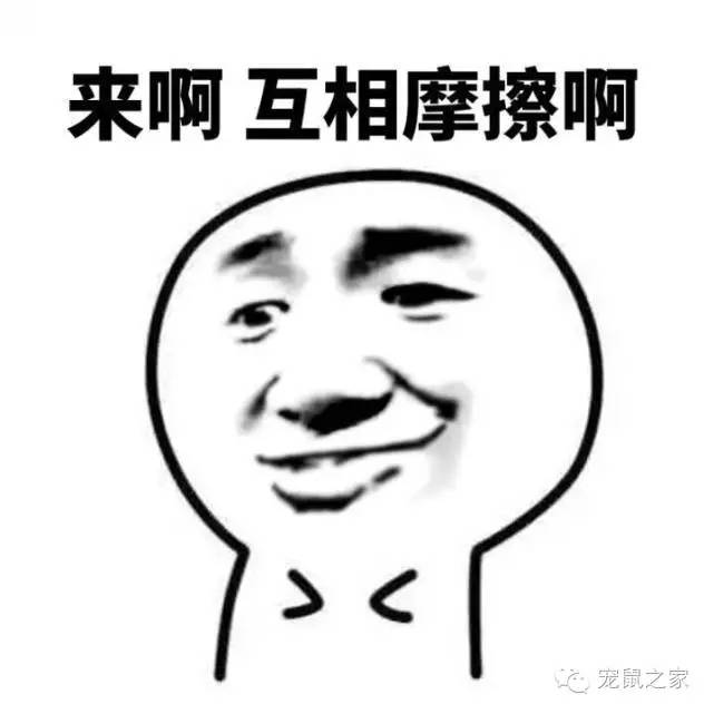 豚鼠各类饲养装备优缺点汇总之上篇