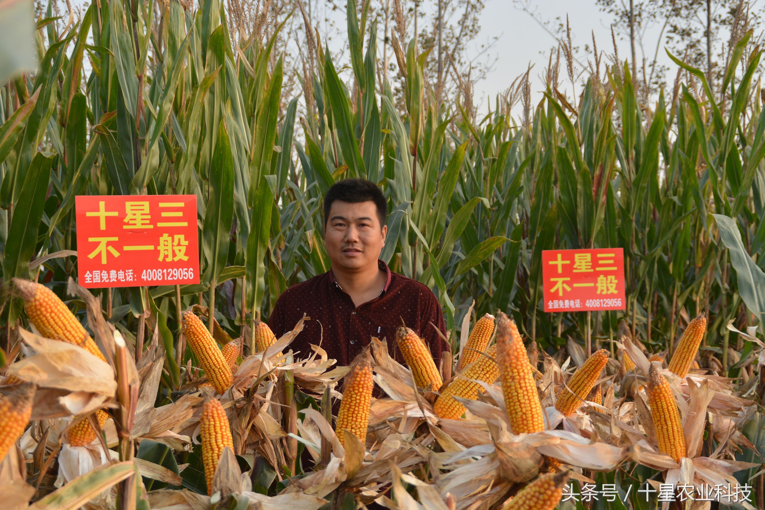 韩俊强吉林,韩俊强讲玉米种子