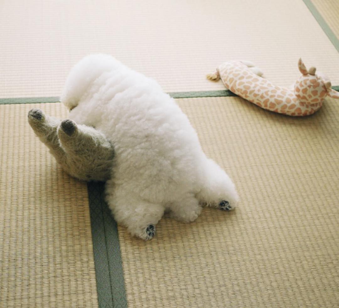 狗狗叼着玩具娃娃,狗狗玩玩具娃娃