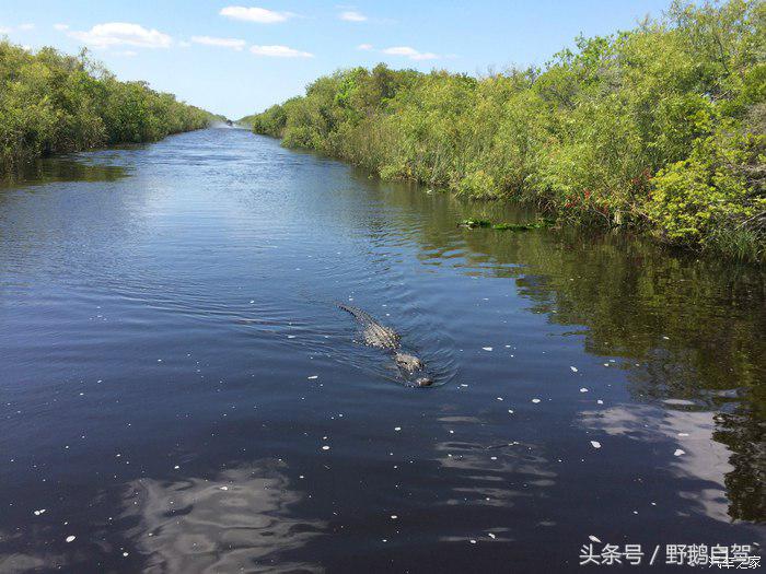 野鹅旅行,野鹅自驾无人区