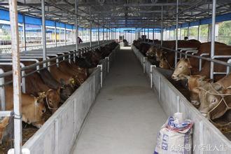 种养殖业发展前景,当下在农村有哪些挣钱的种养业