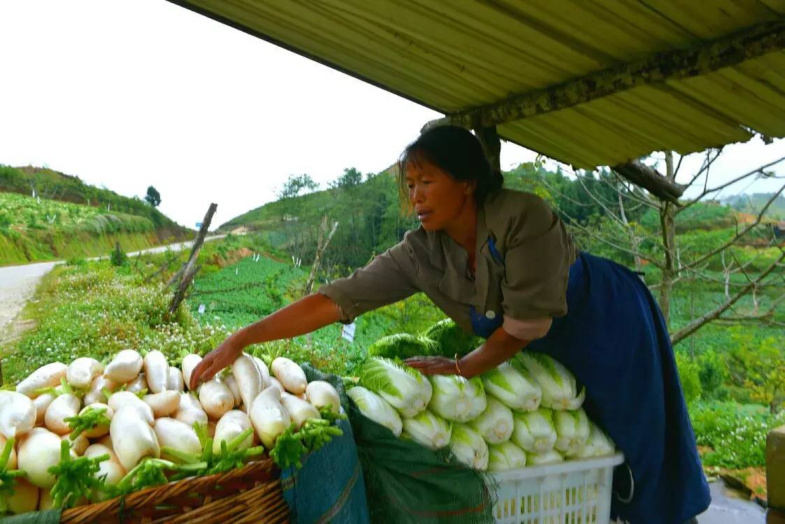 养鸡养羊还养生，德宏的这个地方，去了就不想走了！