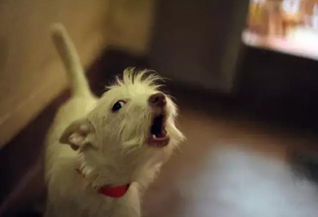 绁炵鍔ㄧ墿琚嚮鐙楃嫍,绁炵鍔ㄧ墿琚嚮瀹剁暅