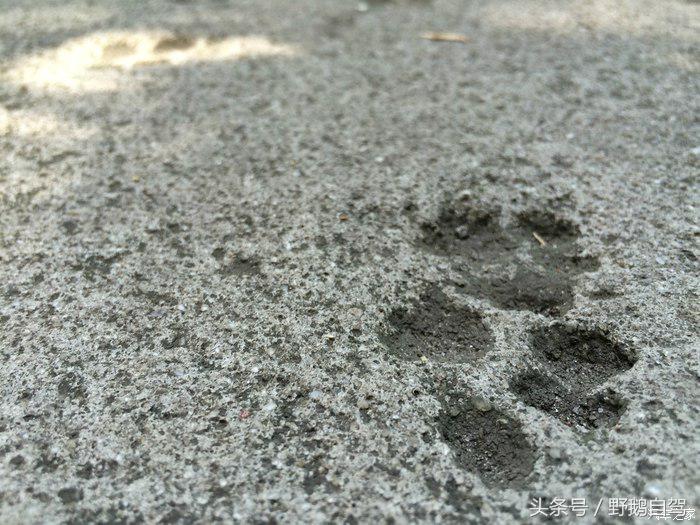 野鹅旅行,野鹅自驾无人区