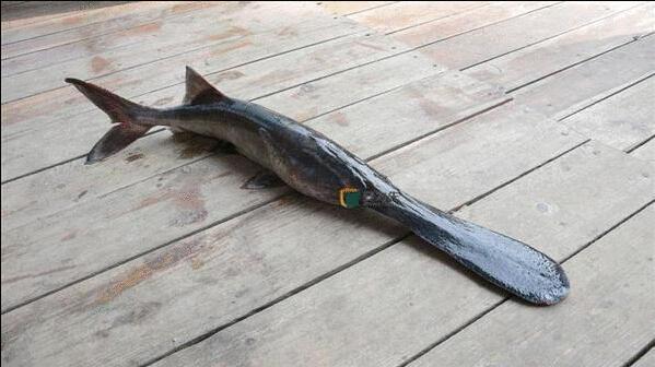 泉州海鲜界的新宠在怒吼!这条有故事的神秘鱼,带你一秒穿越侏罗