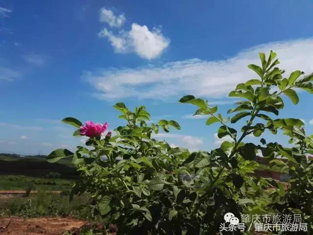 肇庆最新重磅消息,广东肇庆新消息