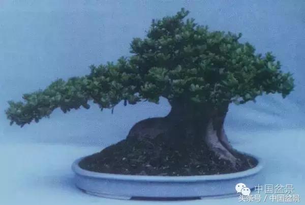 蚊母盆景的养殖方法,盆景中华蚊母的小叶叶片图片