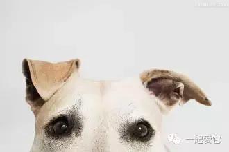 养宠知识狗狗的眼部护理技巧,养宠知识狗狗伤口怎么处理