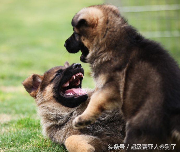 刚生产完的德牧老母狗如何饲养,德牧母狗初次生产幼崽过程