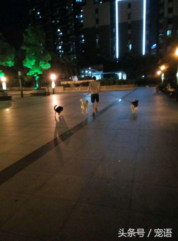 网友说养三只哈士奇和养一只差不多，我差点就信了