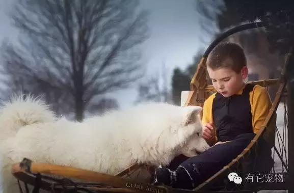 此生一定要养一只萨摩耶,相爱相杀的萨摩耶