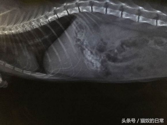 猫咪吃了皮筋但是还正常玩耍,猫咪吃了好长一截塑料绳