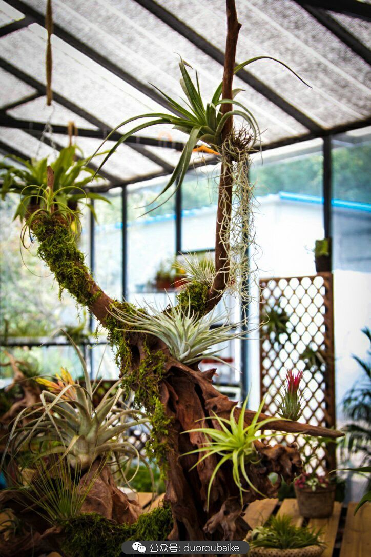 向阳的玻璃花房,玻璃花房设计建造