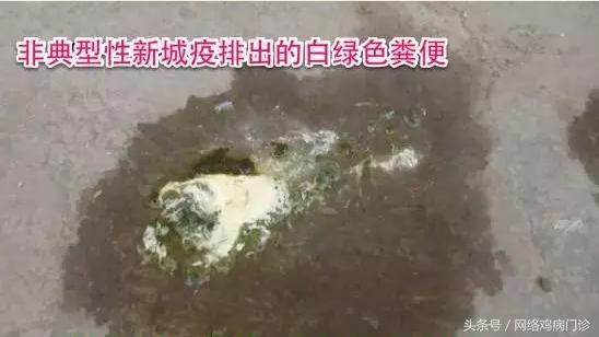 智慧养鸡管理课件,养鸡知识学习