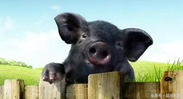 在人类历史上，曾有一款包子因一部大片而诞生