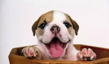 狗狗换狗粮拉稀怎么办,狗狗多大可以换狗粮