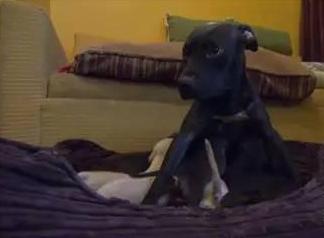 涨奶严重的狗妈妈找不到孩子到处乱跑，其实孩子是被人关起来了