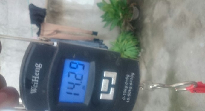 野河野钓小鲫鱼爆盆,山野小城在废弃鱼塘钓鲫鱼