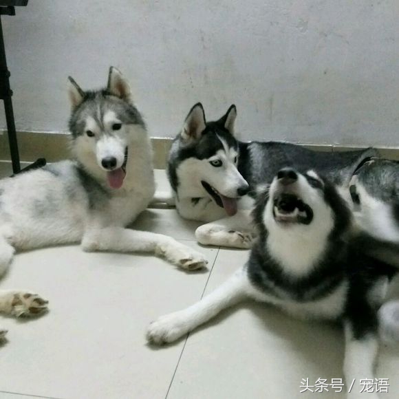 网友说养三只哈士奇和养一只差不多，我差点就信了