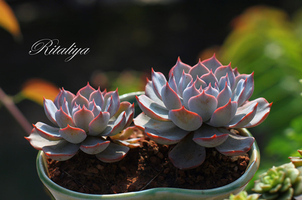 diy一套大型小屋,diy一间小屋