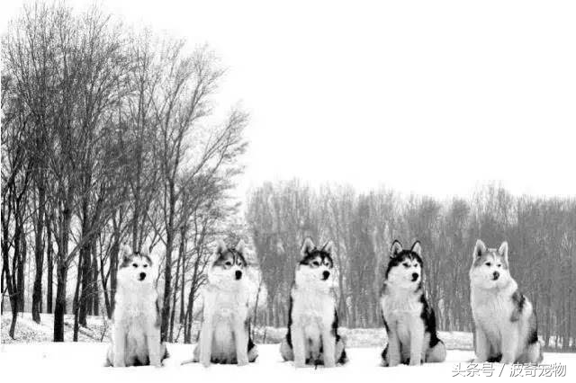 狗狗品种大全带你走进狗狗的世界,狗狗品种大全看看你认识几种