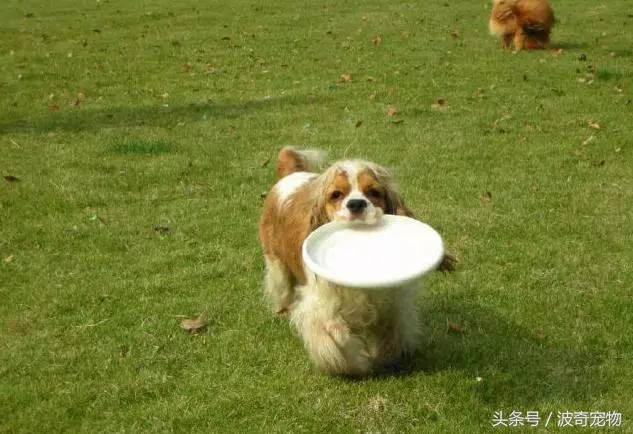 狗狗品种大全带你走进狗狗的世界,狗狗品种大全看看你认识几种