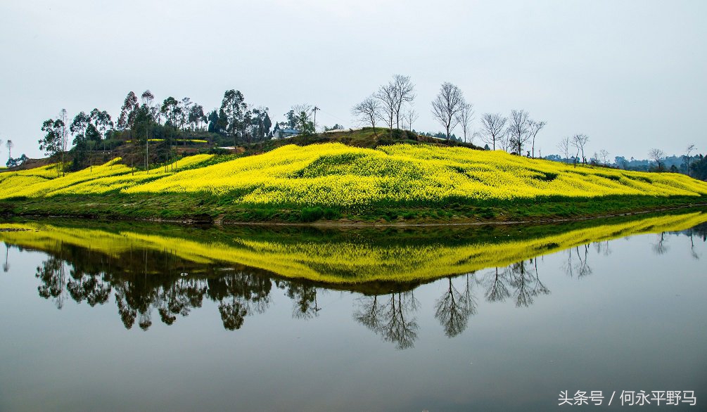 重庆千亩油菜花开“醉”游人,航拍千亩花海惹人醉