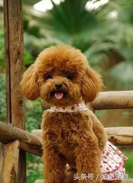 狗狗品种大全图片及简介,狗狗的所有类型品种大全介绍