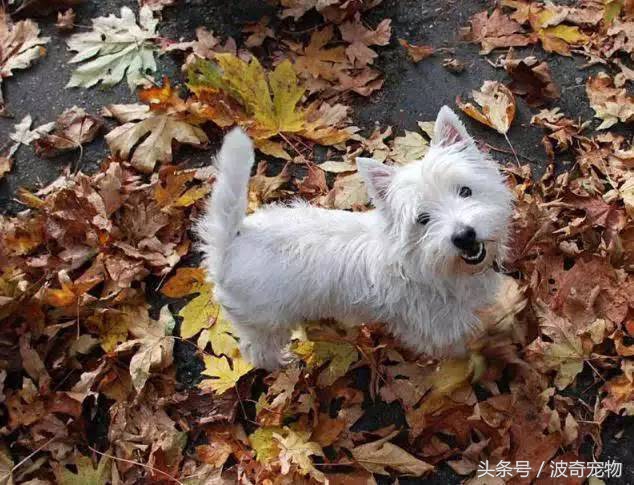 狗狗品种大全带你走进狗狗的世界,狗狗品种大全看看你认识几种